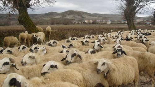 ”În Grecia au fost omorâte până acum 14.000 de animale, iar în România 200.000”, afirmă ministrul grec al agriculturii despre pesta micilor rumegătoare
