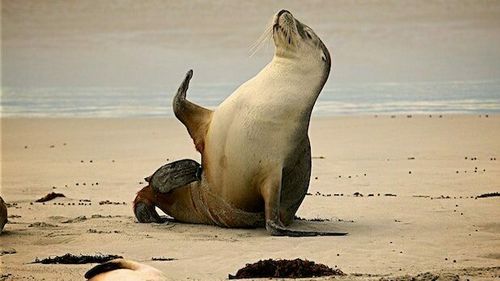 Aproape 600 de lei de mare și peste 50.000 de păsări sălbatice au murit din cauza gripei aviare în ultimele săptămâni, în Peru