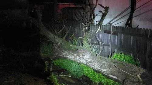 Argeş: Pompierii din Câmpulung, solicitați să intervină după ce un copac a căzut peste firele electrice, afectând doi stâlpi