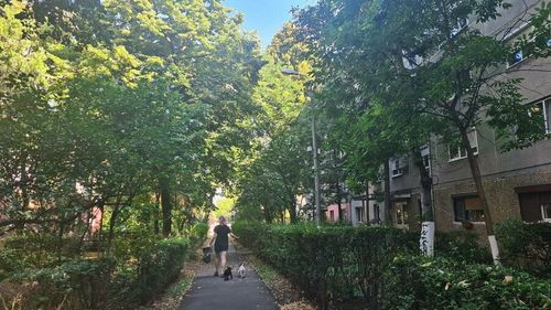 Locuitorii dintr-un cartier din Oradea, revoltați că Primăria vrea să construiască un drum între blocuri prin eliminarea a 80 de arbori