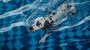 Hidroterapia pentru câini: de ce tot mai mulți veterinari o recomandă. Cum poate fi apa cel mai bun medicament pentru câinele tău