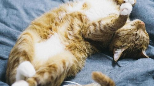 Felul în care pisica ta doarme spune multe despre starea ei de sănătate. Cum se traduce poziția „croissant”? Când devine somnul o alarmă medicală