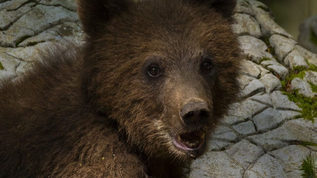 Urs semnalat pe o stradă din Sinaia / A fost emis mesaj RO-ALERT
