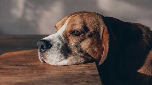 5 probleme de sănătate cu care se poate confrunta cățelul din cauza nutriției nepotrivite: Iată ce se întâmplă dacă nu e hrănit corespunzător