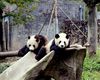 Lista de dorințe pentru vacanțele în natură: noile „cinci mari” animale pe care turiștii vor să le vadă