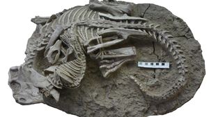FOTO Descoperire „unică în viață”: O fosilă dezvăluie un mamifer de mărimea unei pisici și un dinozaur de trei ori mai mare prinși într-o luptă mortală