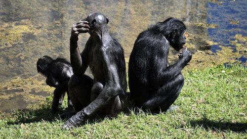 Studiu: Maimuțele se salută la venire și la plecare, comportament necunoscut până acum