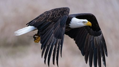 Vulturul cu cap alb a fost declarat oficial pasărea naţională a SUA