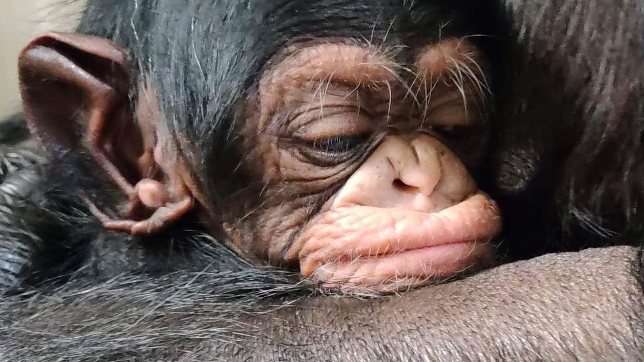 VIDEO Momente înduioşătoare la o grădină zoologică din Statele Unite: cum reacţionează o femelă cimpanzeu după ce îşi întâlneşte puiul născut prin cezariană
