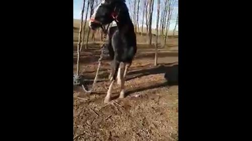 40 de cai, legaţi şi nehrăniţi, pe marginea lacului Zarguzon din Techirghiol / DSVSA Constanţa face verificări