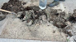 Primăria București anunță plantări pe bulevardul ”tunel auto” Magheru
