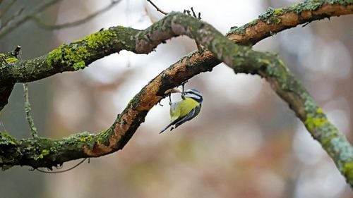 Lista Roșie: Peste 40 de specii de păsări din România amenințate cu dispariția