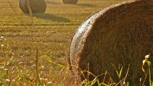 Soluție anti-secetă în Buzău: Apa uzată din staţia de epurare, resursă pentru culturile de cereale şi legume / ”În ultimii patru ani cel puţin, în sudul municipiului Buzău s-a uscat tot”