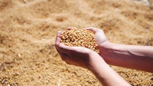 Comisia Europeană a autorizat utilizarea unei varietăți de soia modificată genetic în produsele alimentare și furaje. Nu a fost însă autorizată și cultura respectivului soi