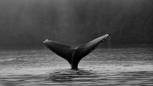 O balenă blocată din cauza unei frânghii de pescuit, eliberată în largul insulei scoţiene Skye