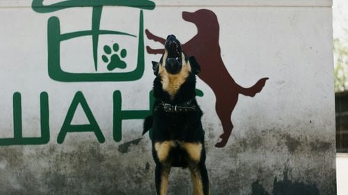 Esofagita provoacă dureri mari câinelui: acestea sunt simptomele