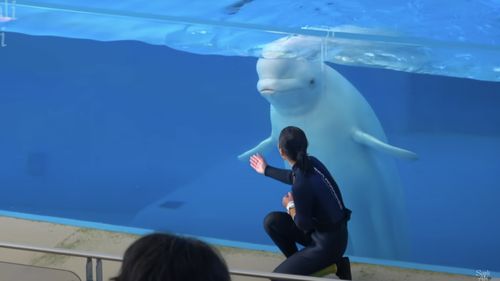 Doi delfini albi, transferaţi din Ucraina în Spania, în cadrul unei operaţiuni „de mare risc”