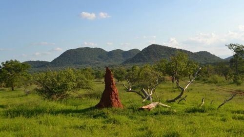 Oamenii de știință din Africa de Sud au descoperit mușuroaie de termite de acum 30.000 de ani, cele mai vechi din lume