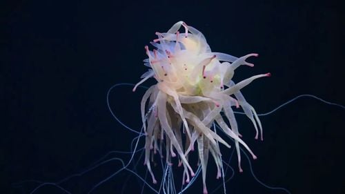 Un munte de peste 3.000 de metri altitudine, descoperit pe fundul Oceanului Pacific, în largul Chile/ Explorarea a relevat o biodiversitate fascinantă în zonă