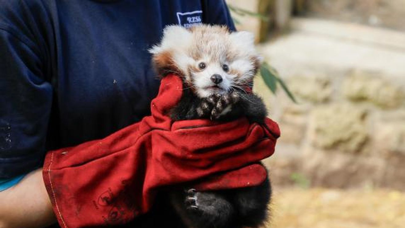 Un pui de panda roșu a murit la grădina zoologică din Edinburgh după ce s-a speriat de artificii / Puiul era orfan și ”nu a putut face față zgomotelor înspăimântătoare”