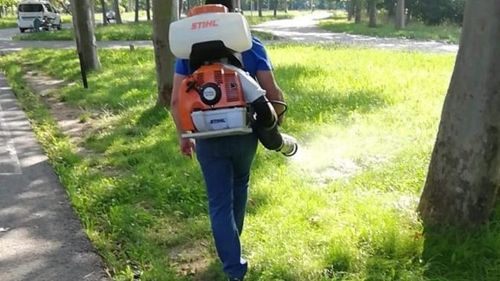 Primăria Capitalei începe joi aplicarea primului tratament de combatere a țânțarilor/ Parcurile, primele locuri vizate