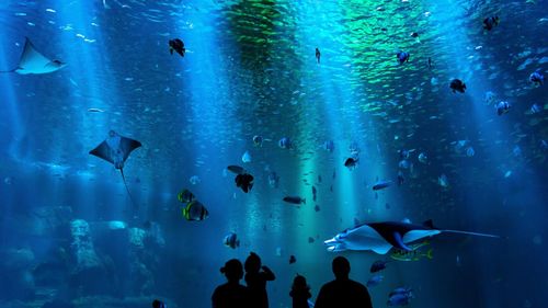 STUDIU Moleculele marine, sursa unui tratament revoluţionar împotriva cancerului sau pentru un antibiotic puternic