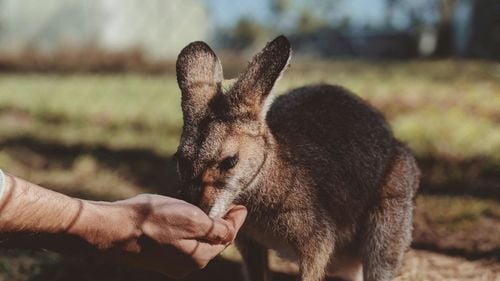 De ce sar cangurii? Cercetătorii cred că au identificat un indiciu la un marsupial mic din pădurile tropicale ale Australiei