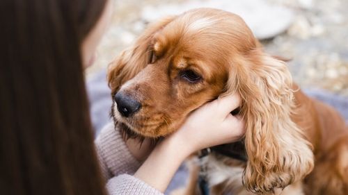 10 dovezi că prietenul tău blănos te înțelege și îți răspunde prin limbajul său unic. Comportamentul câinelui, descifrat