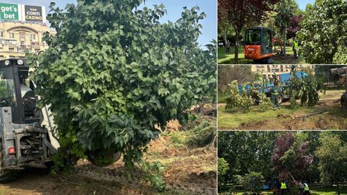 Intervențiile asupra vegetației din șantierul de la Planșeul Unirii, conform avizului de mediu: 16 arbori și 26 de arbuști au fost relocați în Parcul Lumea Copiilor, iar în Parcul Unirii au început defrișările controlate