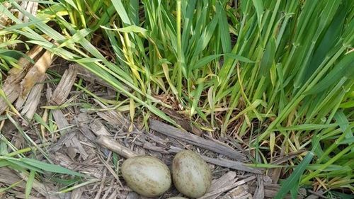 Imagine rară: Un student a găsit și fotografiat ouă de dropie lângă Salonta, în județul Bihor