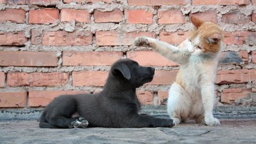 Olanda: Un câine și trei pisici au fost infectate cu noul coronavirus, a transmis ministrul Agriculturii