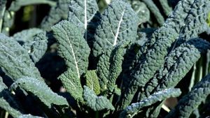 Ce este varza neagră, cum o poți prepara și de ce să o cauți și să o adaugi pe lista alimentelor de toamnă-iarnă. Este ceea ce anglosaxonii numesc kale dar are origini străvechi