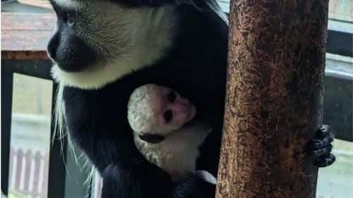 Un pui de maimuță colobus s-a născut la Grădina Zoologică din Brașov / ”Stă în braţele mamei, de unde nu pleacă deocamdată”