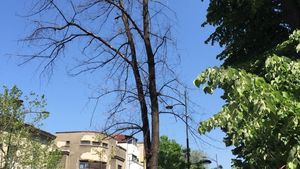 În prag de furtună, Bucureştiul e plin de copaci uscaţi, un pericol pentru oameni şi maşini / În urmă cu doi ani, un copac rupt de furtună a omorât un om pe Şoseaua Viilor