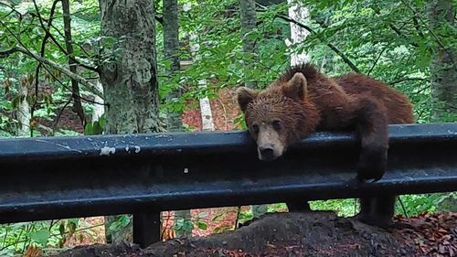 Apel către turişti şi localnici să nu mai hrănească urşii de la marginea drumului spre Lacul Sfânta Ana: „Dacă îi hrănim, nu facem altceva decât să-i condamnăm la un trai mizer”