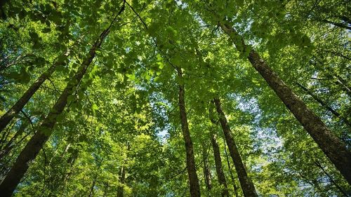 Primul traseu educativ marcat cu coduri QR într-o pădure, inaugurat la Băile Felix / Se oferă informații în trei limbi: română, maghiară şi engleză