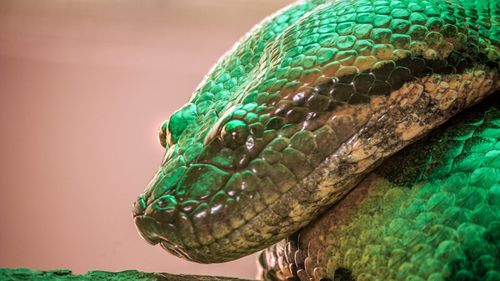 O nouă specie de șarpe gigant a fost descoperită în pădurea tropicală amazoniană / Se crede că este cel mai mare șarpe din lume