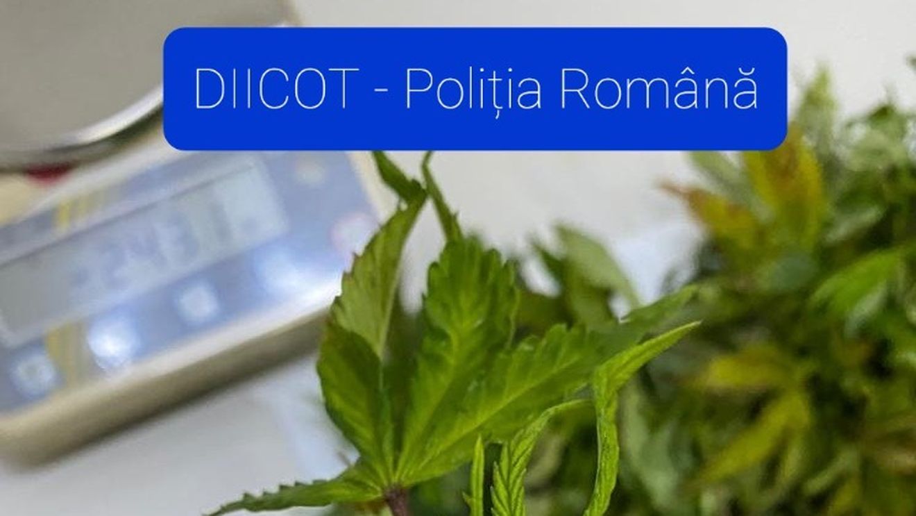 VIDEO Bărbat reţinut după ce a fost prins într-o hală din București cu 61 kg de canabis şi 131 de plante