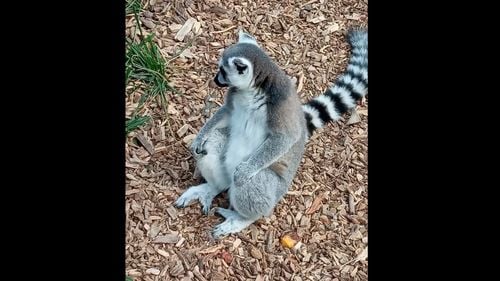 VIDEO Pauza de respirație: lemuri, păuni și căprioare se simt bine împreună în poiană, la ZOO Târgu Mureș
