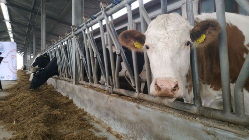 Prețul laptelui la poarta fermei a înregistrat o scădere majoră la puțin timp după ce procesatorii și magazinele au acceptat reducerea voluntară a prețului la raft