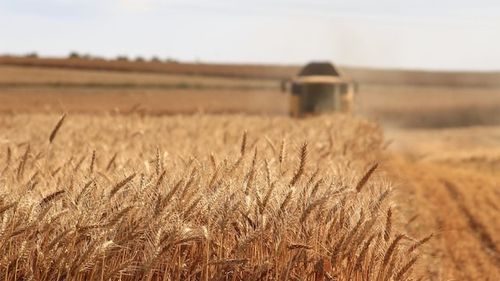 România a fost al şaptelea producător agricol din UE în 2023, arată o analiză Eurostat