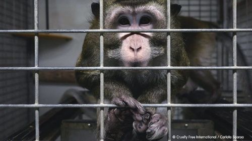 Spania anchetează un presupus caz de maltratare a animalelor într-un laborator / ONG: Am descoperit un amestec oribil de suferinţă şi cruzime în modul în care animalele sunt adăpostite, manipulate şi abuzate în testele de toxicitate