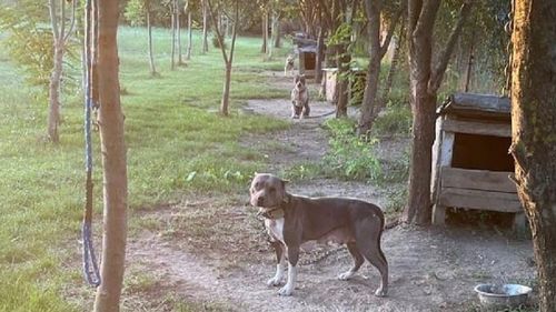 Bărbat din Giurgiu, cercetat pentru intervenții chirurgicale asupra unui animal / Modifica aspectul câinilor