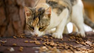 Avem sau nu voie să îngrijim pisicile fără stăpân? Ce spune șefa Biroului pentru Protecția Animalelor din Sectorul 1 (VIDEO)
