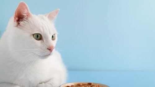 5 idei de rețete delicioase pentru pisici. Sunt aprobate de medicul veterinar, ușoare și sănătoase