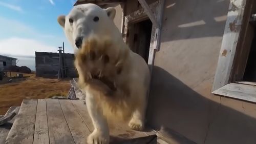 VIDEO Urșii polari preiau controlul asupra unei stații de cercetare abandonate în regiunea arctică rusă