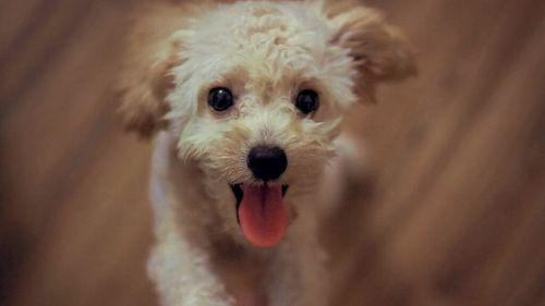 Câinii trec prin cea mai mare transformare din istoria lor. Oamenii de știință confirmă schimbarea animalelor