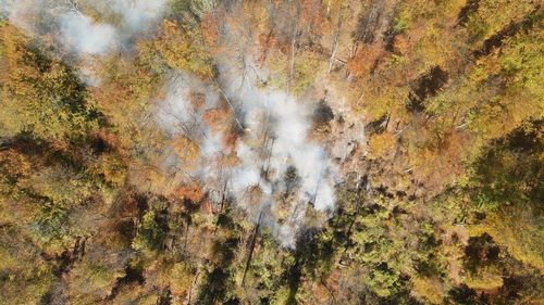 Incendiu vegetaţie uscată, stuf şi fond forestier în Chilia Veche / Elicopter Black Haw, trimis la intervenţie
