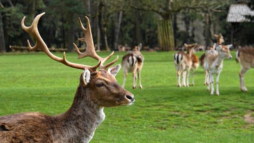 Grădina Zoologică din Bucureşti a fost redeschisă / S-au făcut reparații după distrugerile din timpul furtunii din 17 iulie