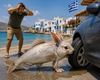 Isteria ”peștele-iepure ucigaș” de pe grupurile de Facebook despre Grecia și meme-urile din afara lor / Cum s-a transformat o problemă a pescarilor într-una falsă a turiștilor / Specia apare de peste 20 de ani în apele Greciei